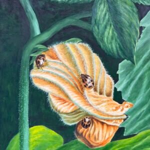 Flor de zapallo
